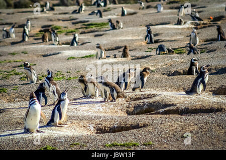 Pinguine und ihre Nester in den Boden, Punta Tombo, Argentinien, Südamerika Stockfoto