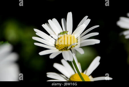 Nahaufnahme eines gemeinsamen grünen Kapsid-Fehlers auf die gelben Staubfäden einer Blume Gänseblümchen Stockfoto