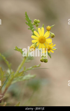 Senecio jacobae Stockfoto