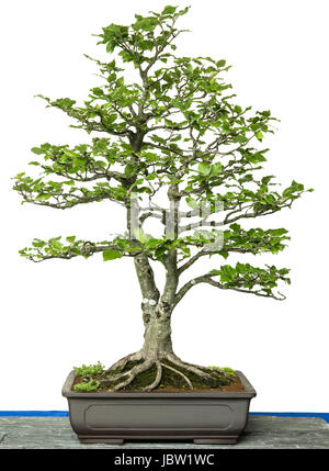 Rotbuche (Fagus Sylvatica) als Bonsai Baum Stockfoto