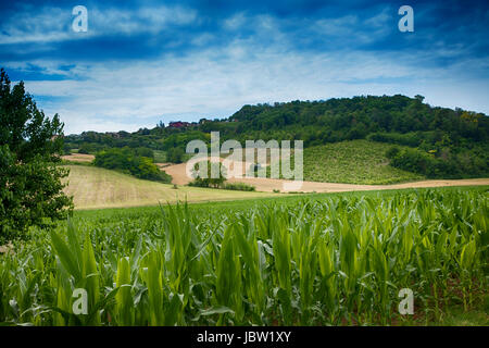 Mais-Feld mit Hügeln unter dramatischen blauen Himmel, Hdr-Bild Stockfoto