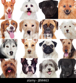 Collage mit vielen Hunden isoliert auf weißem Hintergrund Stockfoto