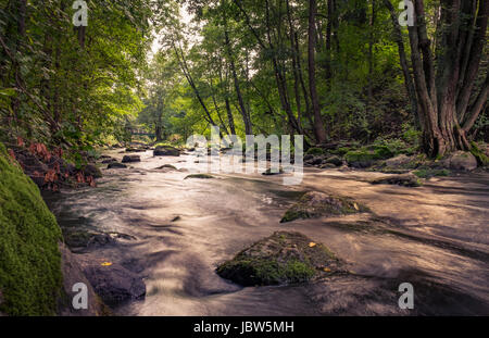 Üppige Landschaft mit Nieten und schönes Licht im Sommer in Finnland Stockfoto