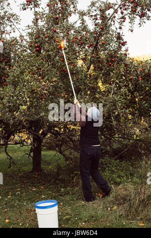 Frau pflücken Äpfel vom Baum mit Obst-Picker, Rückansicht Stockfoto