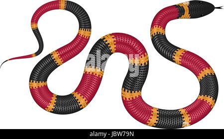 Korallenschlange Vektor-Illustration isoliert auf weißem Hintergrund. Tropische Schlange EPS-Bild. Stock Vektor