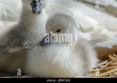 Höckerschwan Cygnets (Cygnus Olor) auf ein Nest mit der Mutter bei Abbotsbury Swannery, Abbotsbury, Dorset, England, UK Stockfoto