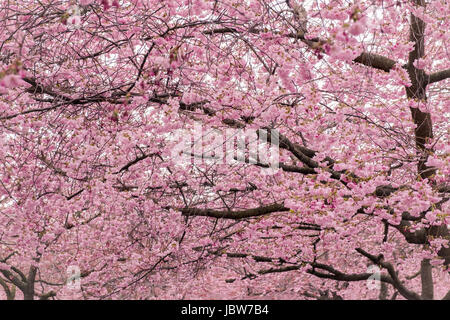 Viele Kirschblüte Blume vor weißem Hintergrund Stockfoto