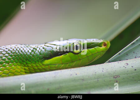 Red Tailed grün Ratsnake (Elaphe Gonyosoma Oxycephala) Stockfoto