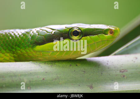 Red Tailed grün Ratsnake (Elaphe Gonyosoma Oxycephala) Stockfoto