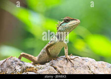 Grün crested Baum Eidechse, Eidechse, schwarzes Gesicht Eidechse Stockfoto