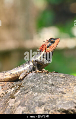 Grün crested Baum Eidechse, Eidechse, schwarzes Gesicht Eidechse Stockfoto