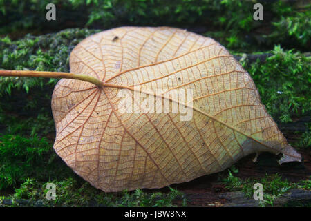 Nahaufnahme von Herbst Blatt auf Log in Wald Stockfoto