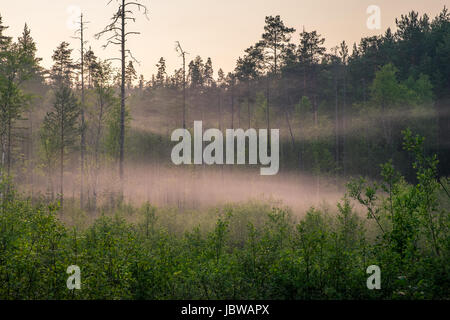 Landschaft mit Sumpf und Sonnenuntergang am Sommernacht in Finnland Stockfoto