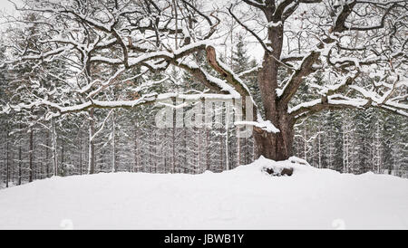 Sehr alte und große Eiche mit Winterstimmung tagsüber in Finnland Stockfoto