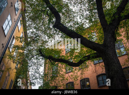 STOCKHOLM, Schweden - 14. Oktober 2016: Ansicht von schmalen und idyllischen Straße mit bunten Gebäuden in Gamla Stan. Die Altstadt in Stockholm, Schweden. CL Stockfoto