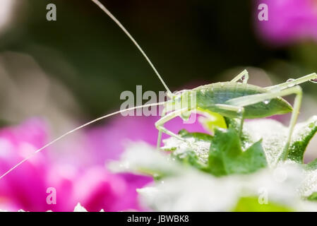 Differenzielle Grasshopper Essen ein Blatt für Adv oder anderen Zweck Verwendung Stockfoto