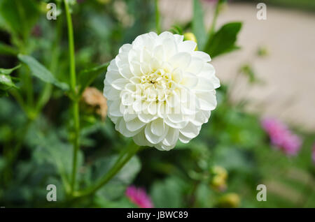 eine schöne Blume weiß und schön von der Familie Dahlie Stockfoto