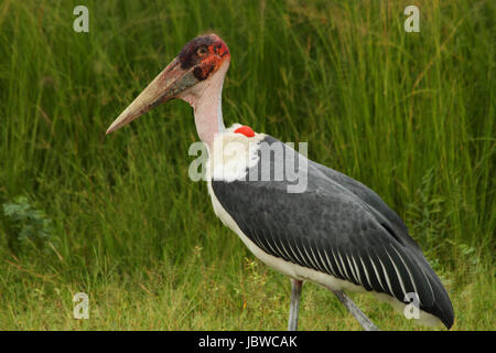 Ein einzelnes Marabou Storch in Uganda Körper Closeup erschossen. Stockfoto