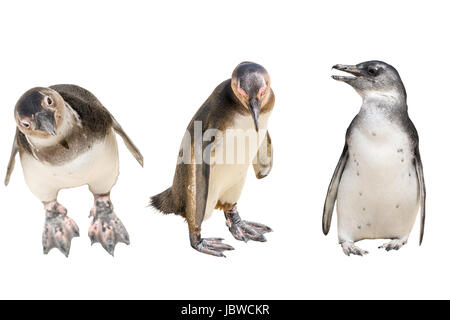 Satz von drei Pinguine Ganzkörper, stehend Stockfoto