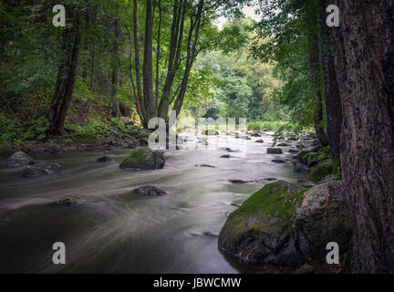 Üppige Landschaft mit Nieten und schönes Licht im Sommer Stockfoto