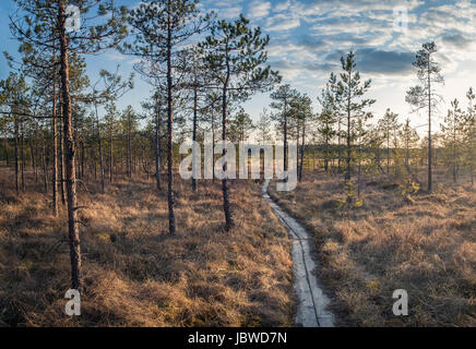 Landschaft mit Sonnenuntergang am Abend im Sumpf Finnland Stockfoto