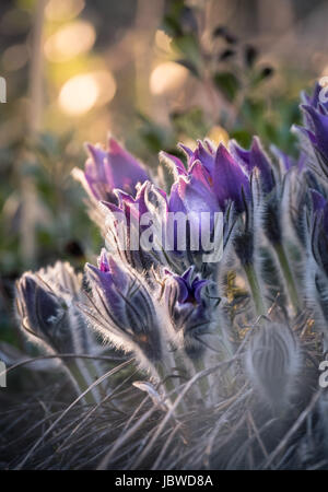 Sehr seltene Pulsatilla Patens Blume im Abendlicht. Stockfoto