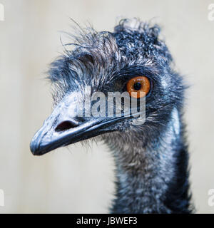 Emu Strauß als Dromaius Novaehollandiae Stockfoto