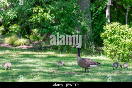 Kanadische Gänse mit Gänsel Stockfoto