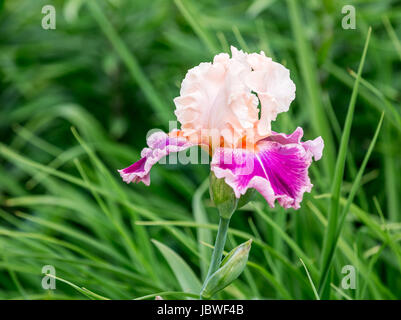 schönes Detail ein Iris-Blüte in einem Garten Stockfoto