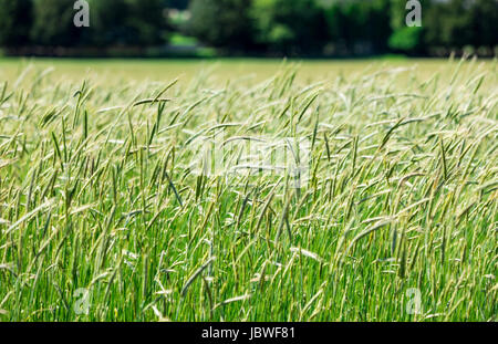 Grün und eine ferne Landschaft Bäume Stockfoto