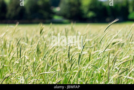 Grün und eine ferne Landschaft Bäume Stockfoto