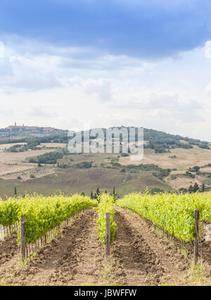 Valle Orcia, Italien. Toskanische Wideyard während der Frühjahrssaison. Stockfoto