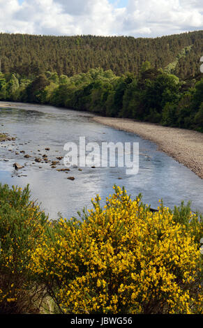 Gelber Ginster (Cytisus Scoparius) in voller Blüte über den Fluss Dee in Kincardine O'Neil, das älteste Dorf auf Royal Deeside. Stockfoto