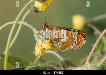 Goldener Scheckenfalter, Skabiosen-Scheckenfalter, Abbiss-Scheckenfalter, Skabiosenscheckenfalter, Abbissscheckenfalter, Etikett Aurinia, Eurodryas Stockfoto