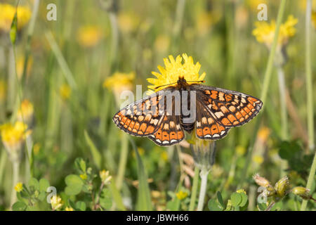 Goldener Scheckenfalter, Skabiosen-Scheckenfalter, Abbiss-Scheckenfalter, Skabiosenscheckenfalter, Abbissscheckenfalter, Etikett Aurinia, Eurodryas Stockfoto