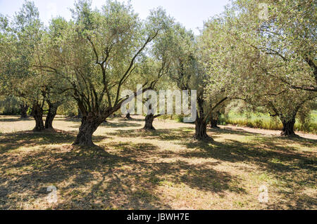 Olive Tree Obstgarten fotografiert in Israel Stockfoto