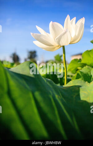 Closeup auf Lotus Petal mit Exemplar für Adv oder anderen Zweck Verwendung Stockfoto