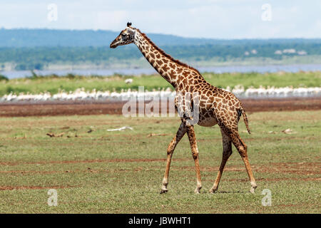 Ein Masai-Giraffe zu Fuß entfernt Stockfoto