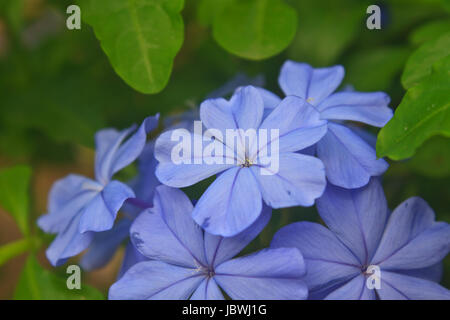 Eisenkraut Blume im Garten, schöne Blume in der Natur hautnah Stockfoto