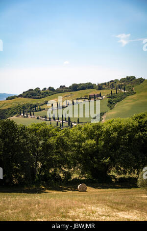 Wicklung Zypresse Bäume Toskana Italien Stockfoto