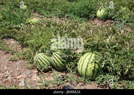 Wassermelonen auf der Wassermelone-Plantage Stockfoto