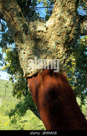 Korkeiche - Korkeiche 42 Stockfoto