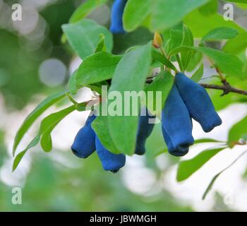 Maibeere - Sweetberry Geißblatt 02 Stockfoto