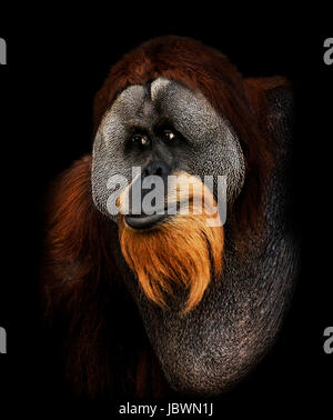 Orang-Utan-Portrait auf schwarzem Hintergrund Stockfoto