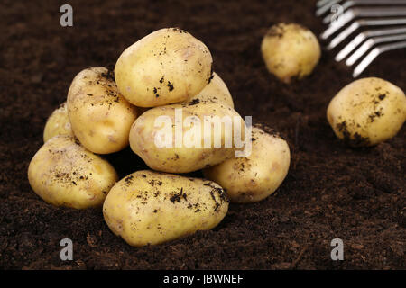 Frisch Geerntete Kartoffeln Auf Einem Feld in der Natur Stockfoto