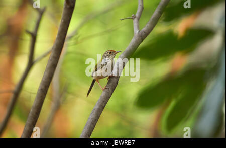 Gemeinsame Tailorbird (Orthotomus Sutorius) auf einem Ast. Buriram, Thailand. Stockfoto