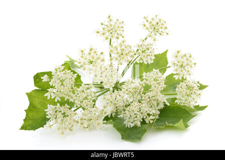 Angelica Archangelica Blumen isoliert auf weißem Hintergrund Stockfoto