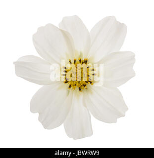 Weiße Garten Kosmos Blume isoliert auf weiss Stockfoto