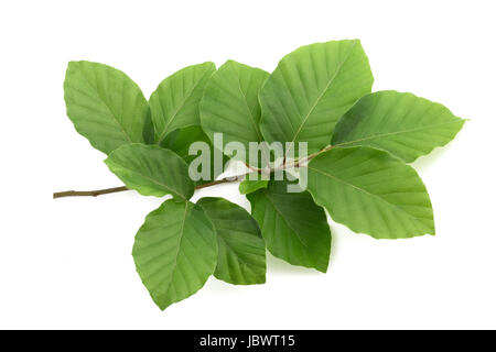 Buche-Zweig mit verlässt isolierten auf weißen Hintergrund Stockfoto