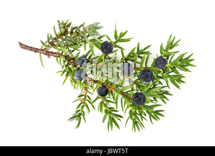 Wacholder-Zweig mit Beeren, isoliert auf weiss Stockfoto